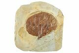 Paleocene Fossil Leaf - Montana #268151-1